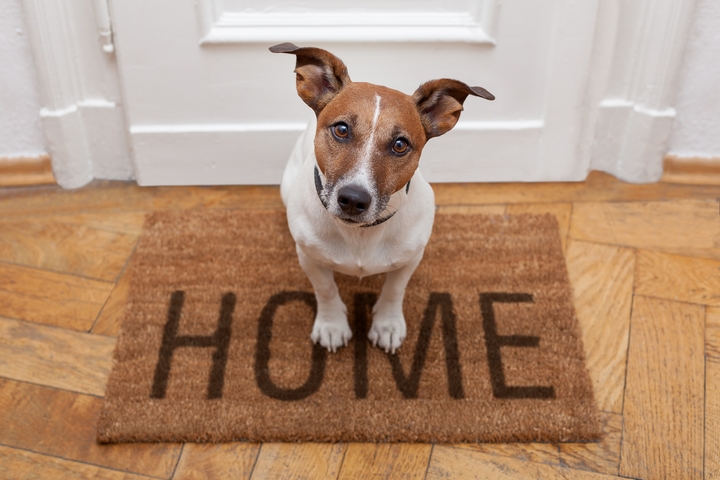 7 Best Hardwood Floors for Dogs and Puppies