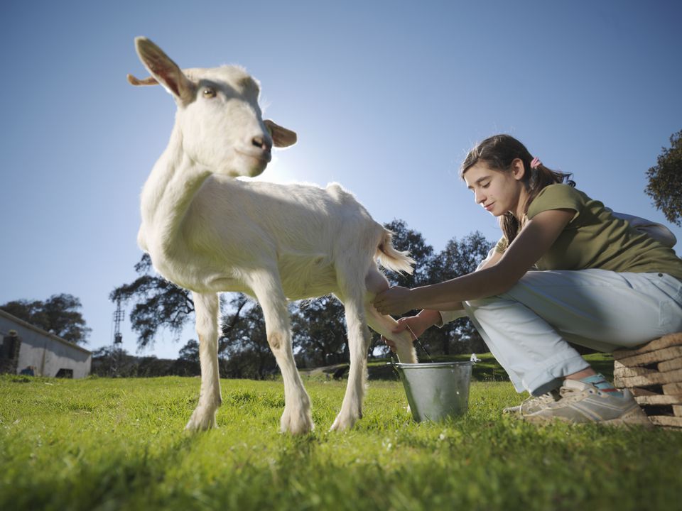 9 Interesting Facts About Goat Milk